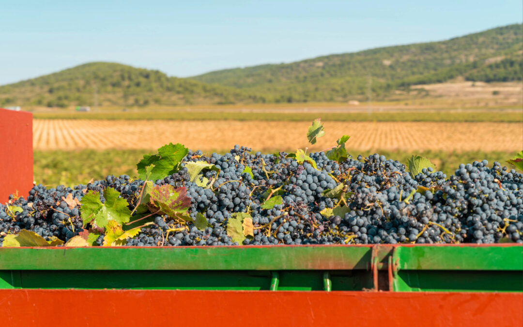 Between Vineyards and Customs: Spanish Wine in the British Market 