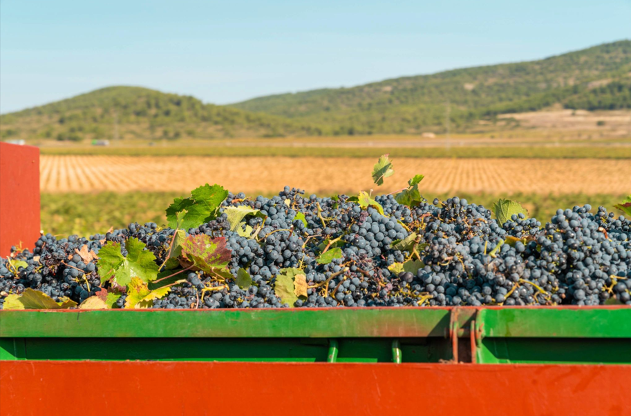 Between Vineyards and Customs: Spanish Wine in the British Market